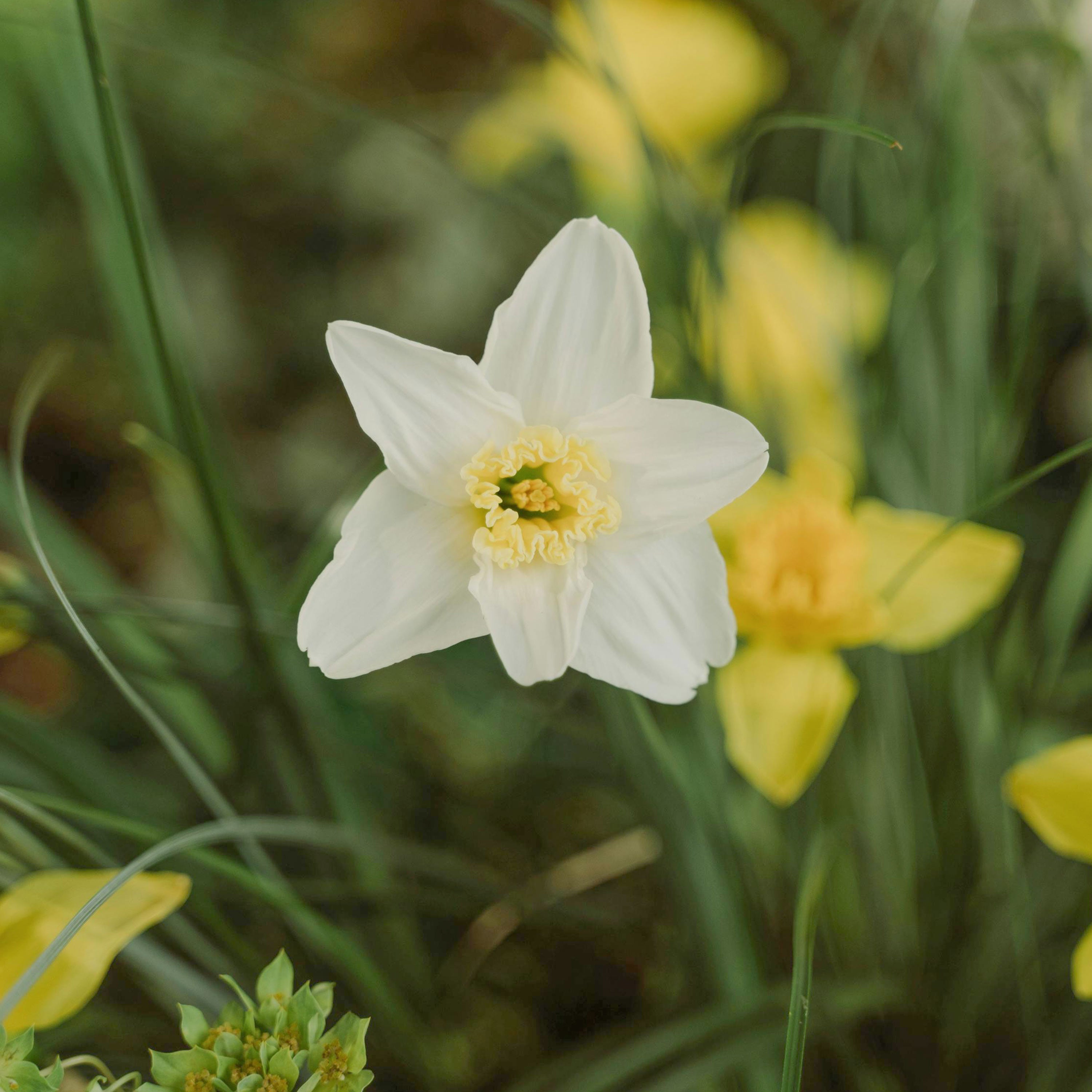 Narcissus Daffodil Jewellery